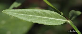 Rungia repens leaf5.jpg
